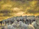 USA-Idaho-Aspens a with clouds Art Print